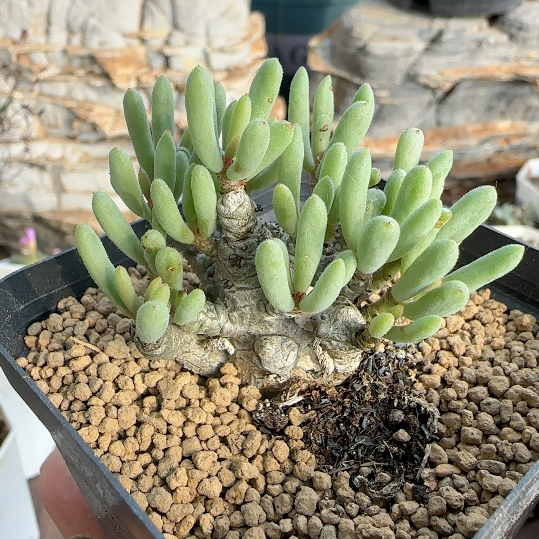 诱惑奇峰锦3-4年块根