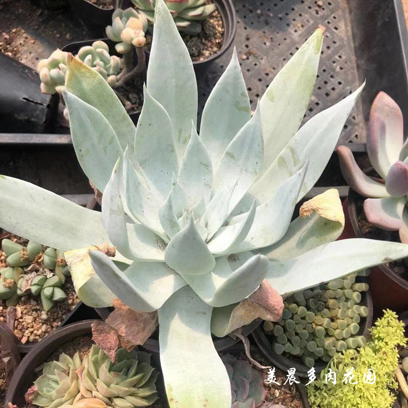 多肉植物雪山仙女杯生活阳台卧室