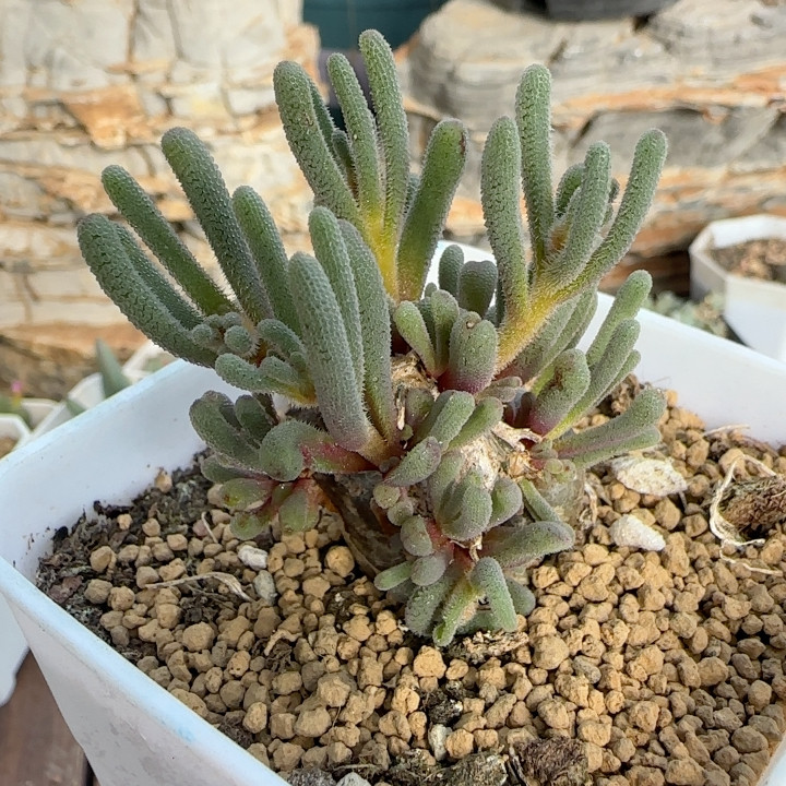 4年淡青霜块根