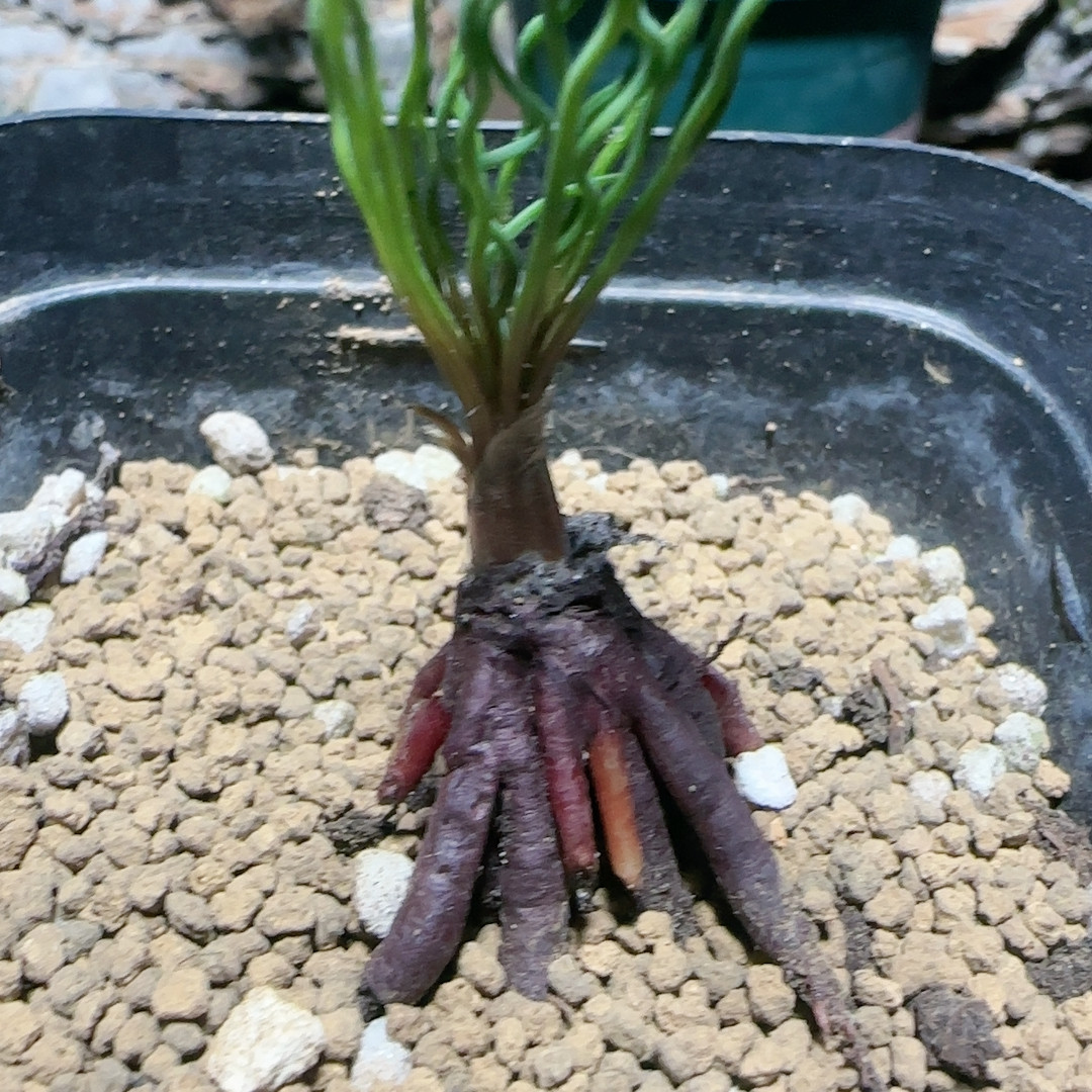 四年方便面弹簧草,鲜花速递/花卉仿真/绿植园艺,多肉植物,淘宝优惠券,粉丝福利购,淘宝优惠卷