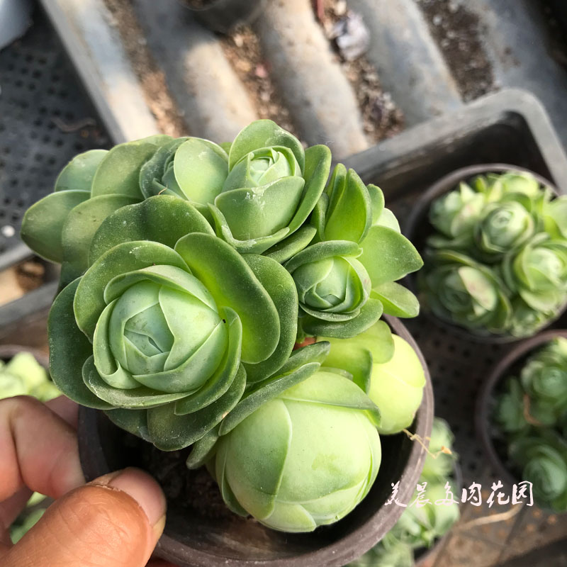 多肉植物鸡蛋山地玫瑰花卉绿植盆栽创意生活新手套餐阳台可爱萌