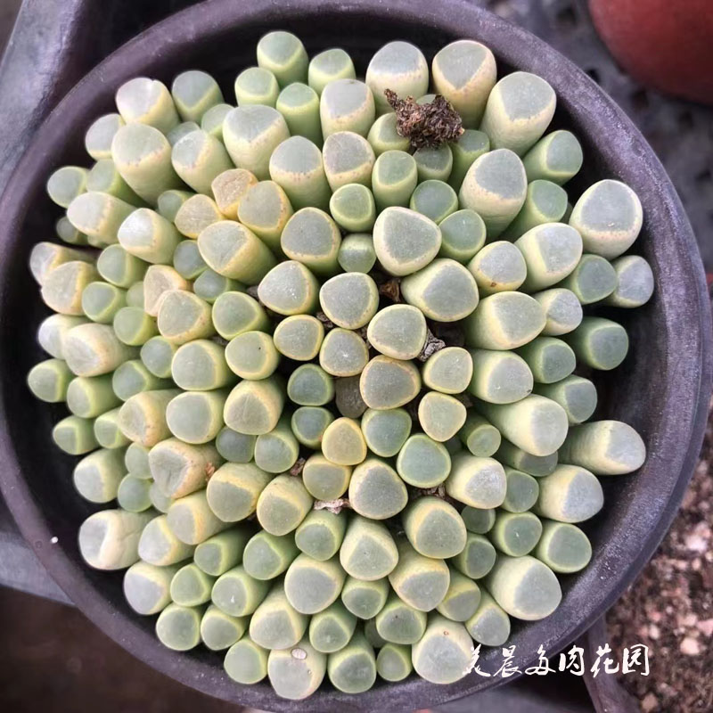 绿植花卉盆栽多肉植物29元包邮