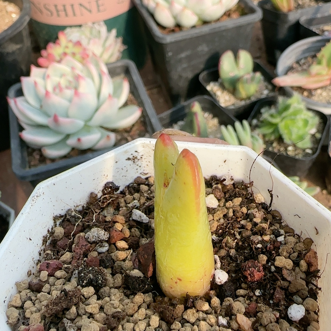 黄体粗边大枪,鲜花速递/花卉仿真/绿植园艺,多肉植物,淘宝优惠券,粉丝福利购,淘宝优惠卷