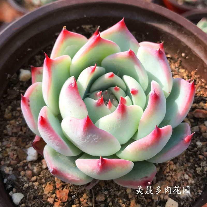 美晨多肉植物可爱大号林赛吉娃娃水蜜桃卡罗拉办公室绿植盆栽花卉