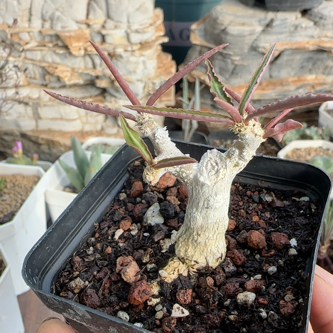 皱叶蜻蜓4年块根
