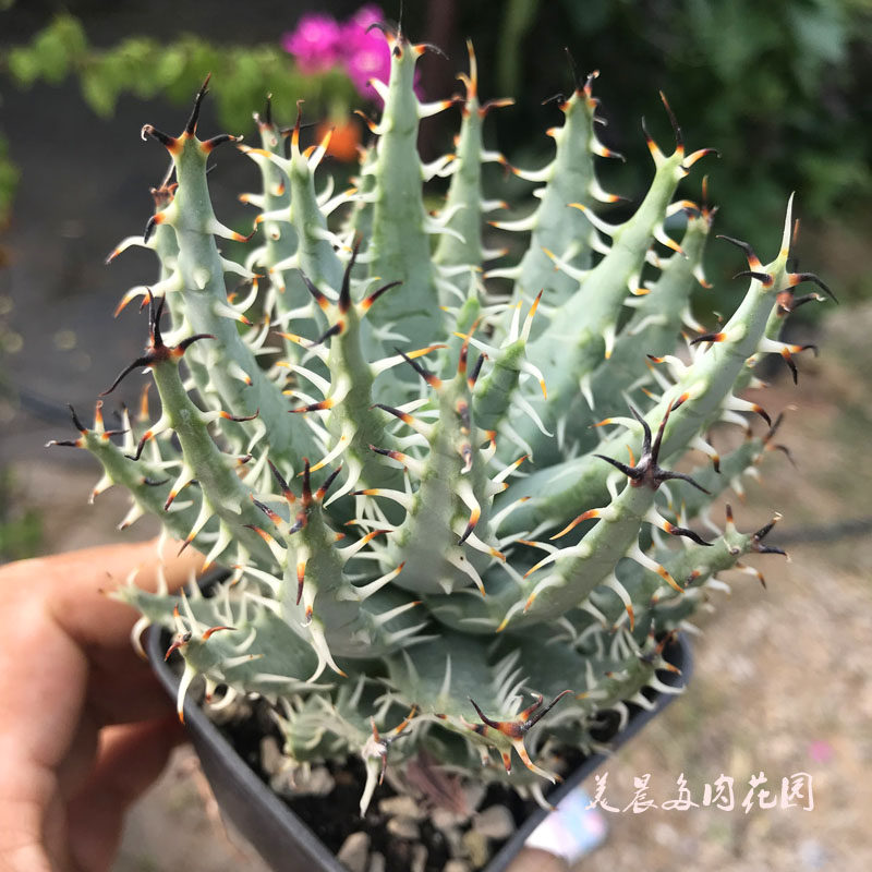 多肉植物黑魔殿芦荟原生芦荟花卉绿植盆栽创意生活新手套餐阳台可