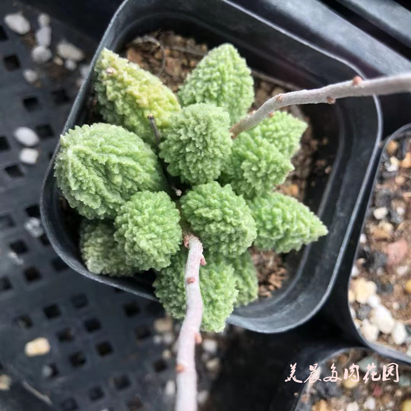 大疣阳台多肉植物特价