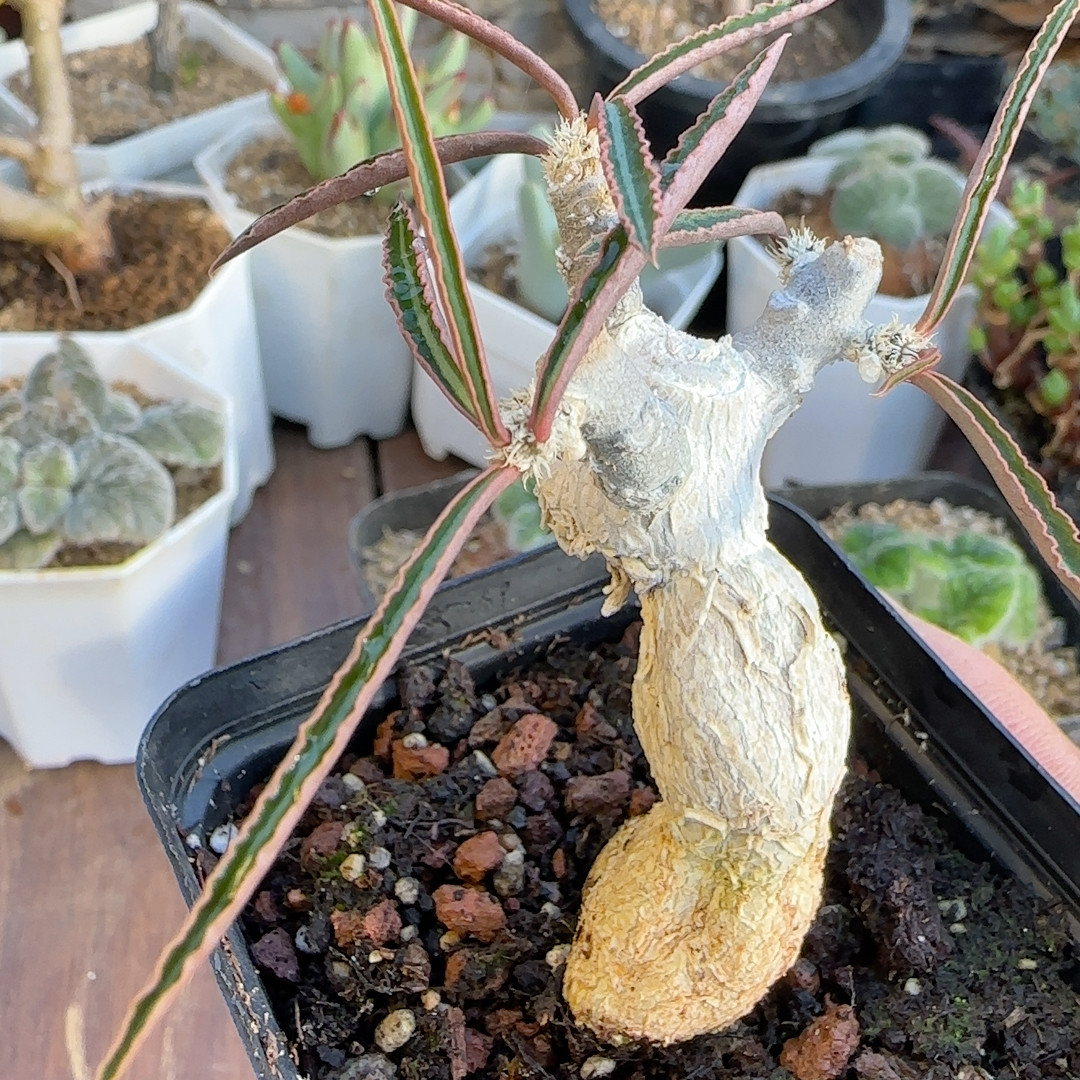 皱叶蜻蜓块根桩