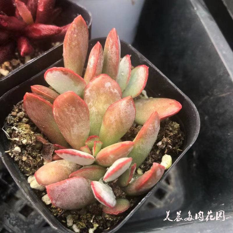 多肉植物白安泽水泡多头花卉绿植盆栽创意生活新手套餐趣味裸根