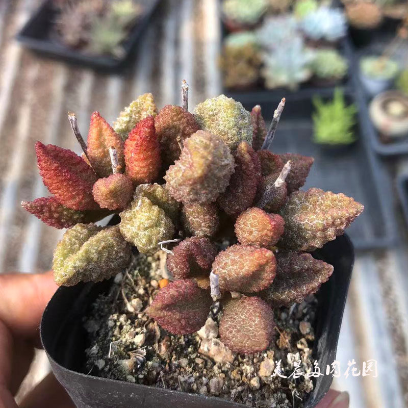 多肉植物朱唇石5年老桩化花卉绿植盆栽创意生活新手套餐阳台可爱