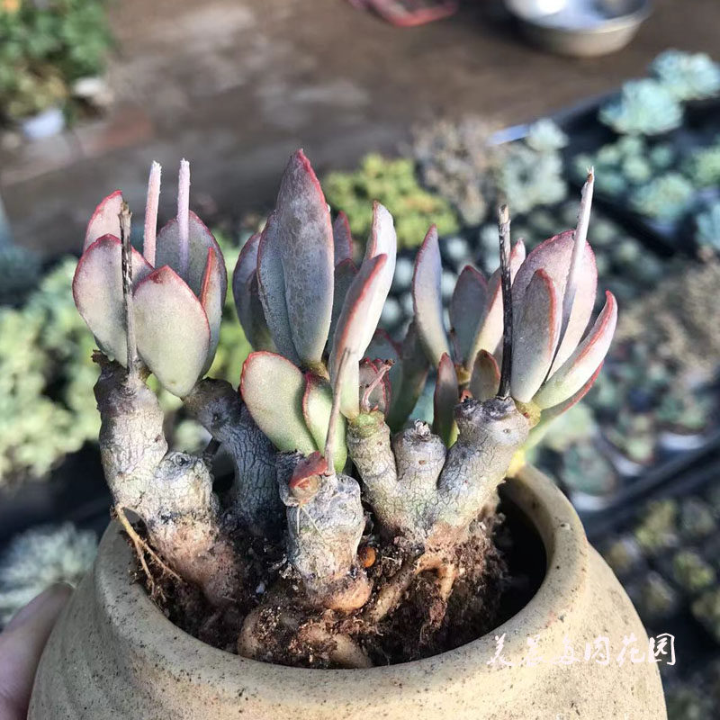 多肉植物白安泽水泡多年老粗桩花卉绿植盆栽创意生活新手套餐阳台