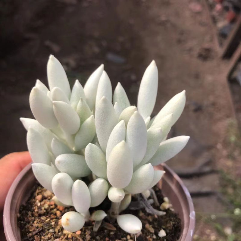 多肉植物音乐清仓热价花卉绿植盆栽创意生活新手套餐阳台可爱萌