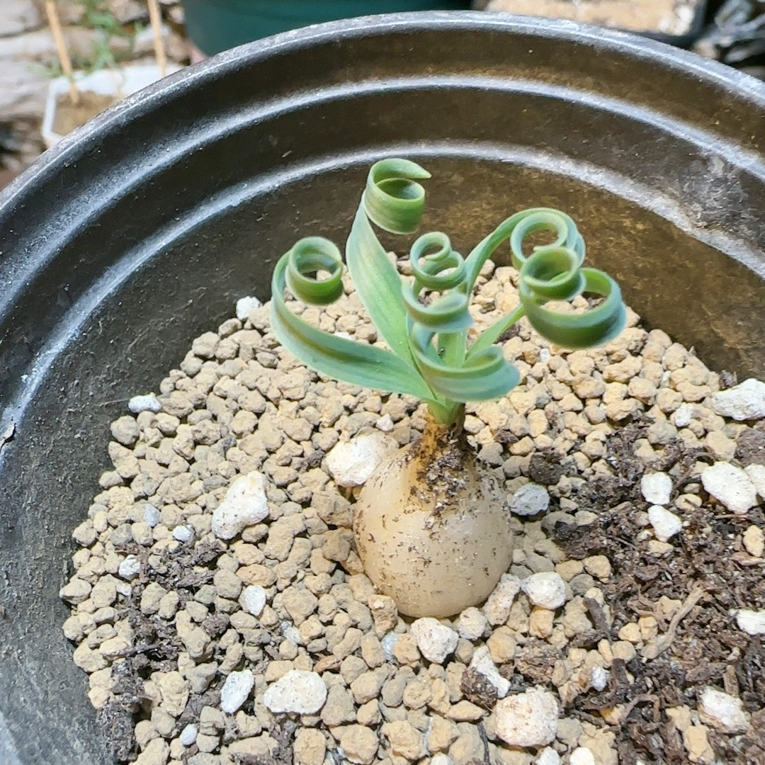 贵妃弹簧草,鲜花速递/花卉仿真/绿植园艺,多肉植物,淘宝优惠券,粉丝福利购,淘宝优惠卷