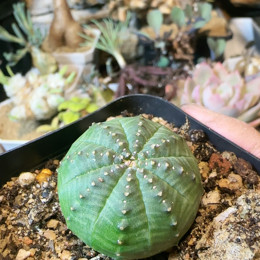 实生布纹球3c m