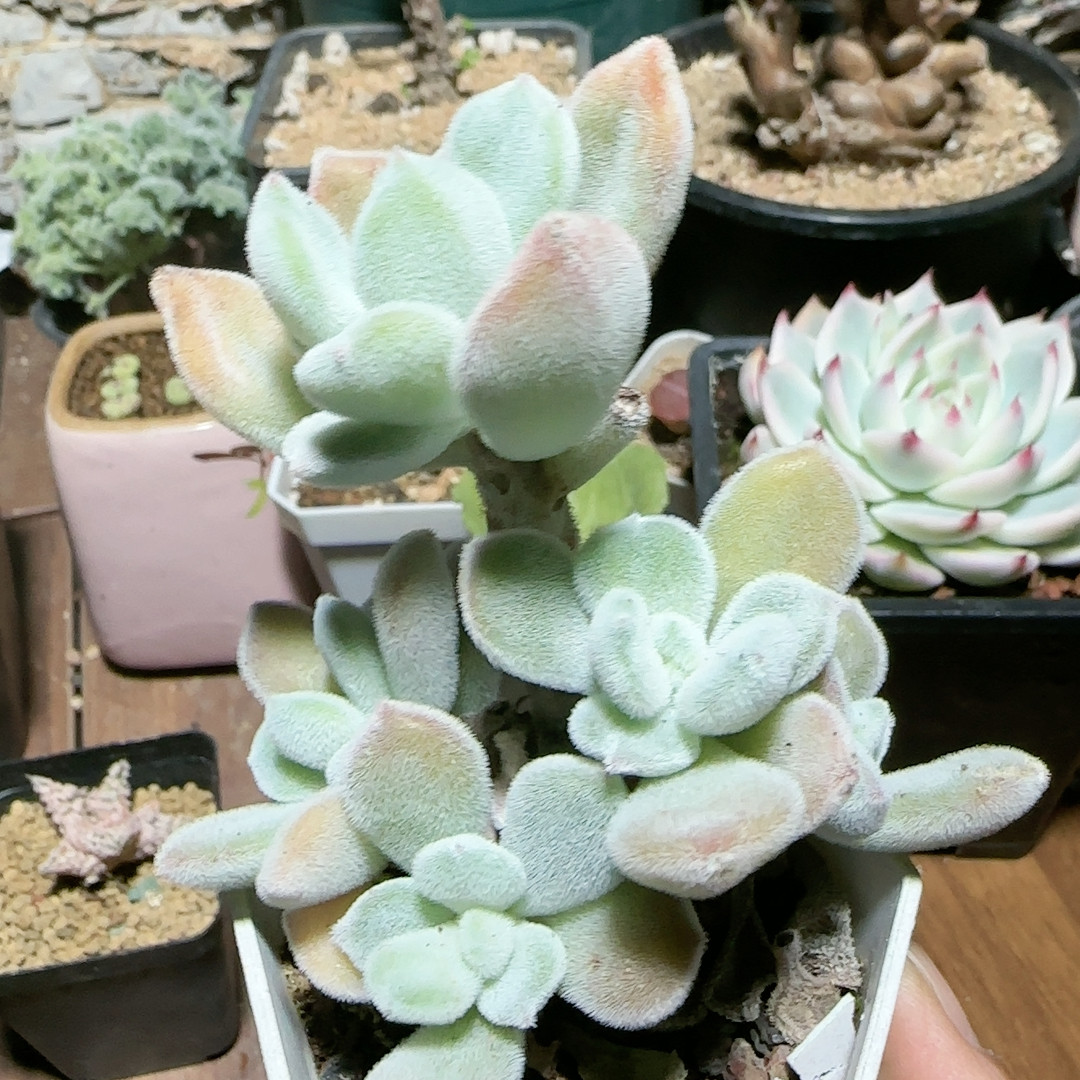 雪晃星5头桩,鲜花速递/花卉仿真/绿植园艺,多肉植物,淘宝优惠券,粉丝福利购,淘宝优惠卷