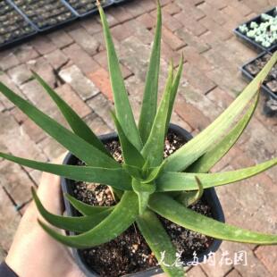 多肉植物安加芦荟原生芦荟花卉绿植盆栽创意生活新手套餐阳台