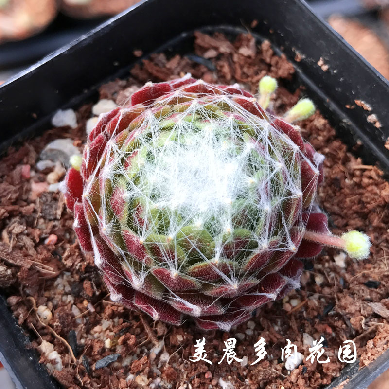 绿植长生草易爆盆阳台多肉植物