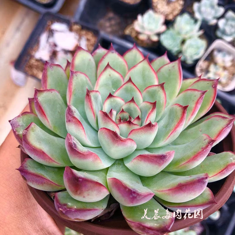 多肉植物花月夜荷花莲花座花卉绿植盆栽创意园艺生活可爱萌物阳台,鲜花速递/花卉仿真/绿植园艺,多肉植物,淘宝优惠券,粉丝福利购,淘宝优惠卷