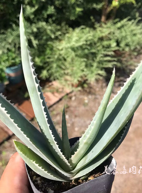 多肉植物银刺芦荟花卉绿植盆栽创意生活新手套餐阳台可爱萌