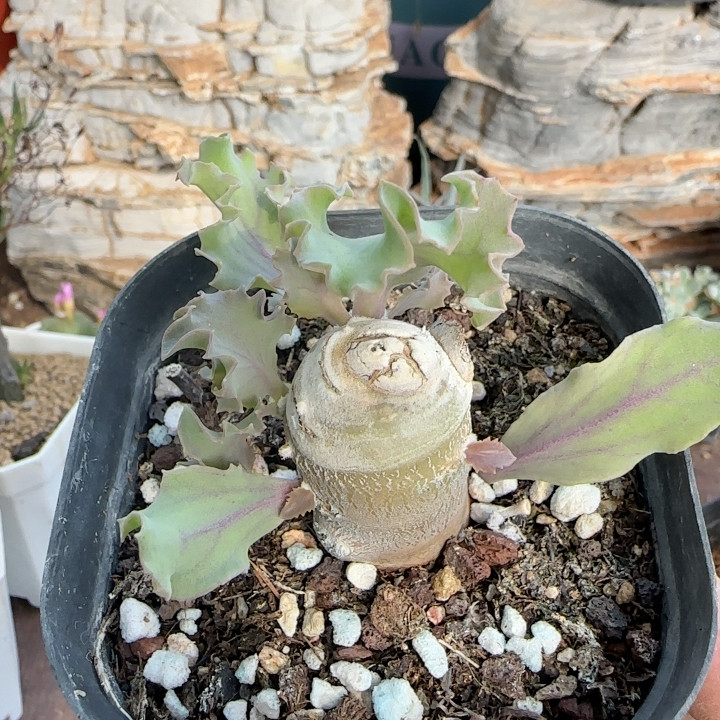 雪鹿厚敦菊3-4年块根
