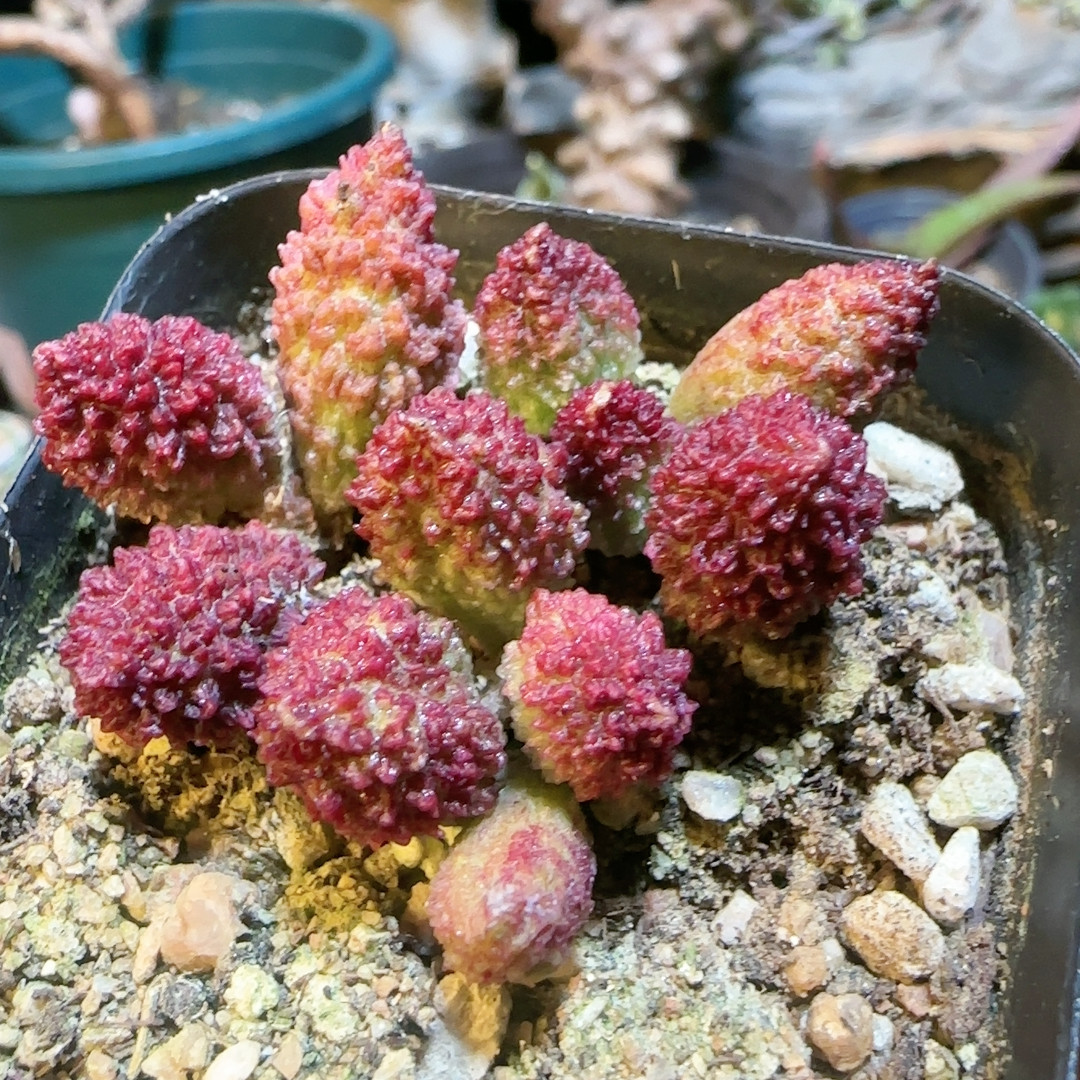 四年朱紫玉,鲜花速递/花卉仿真/绿植园艺,多肉植物,淘宝优惠券,粉丝福利购,淘宝优惠卷