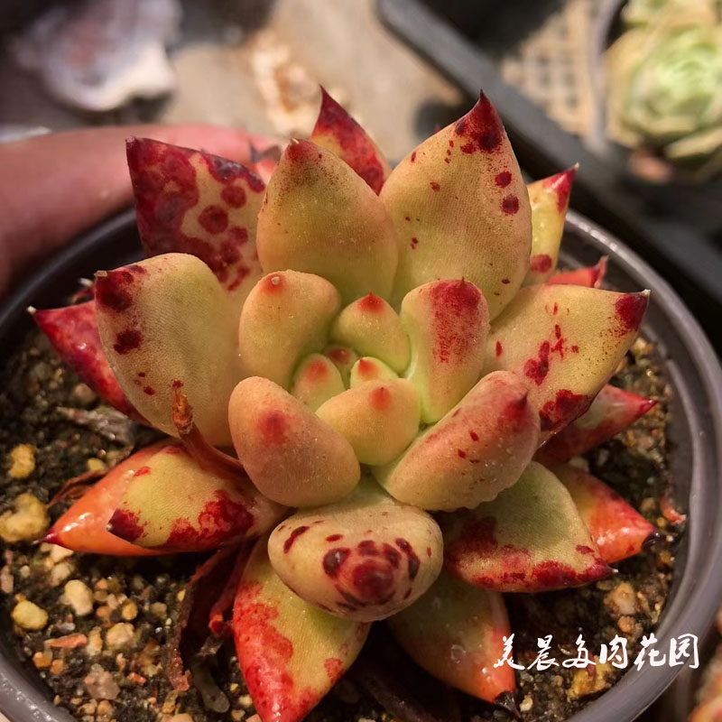 多肉植物灵魂特价清仓室内花卉绿植盆栽创意生活新手套餐阳台可爱