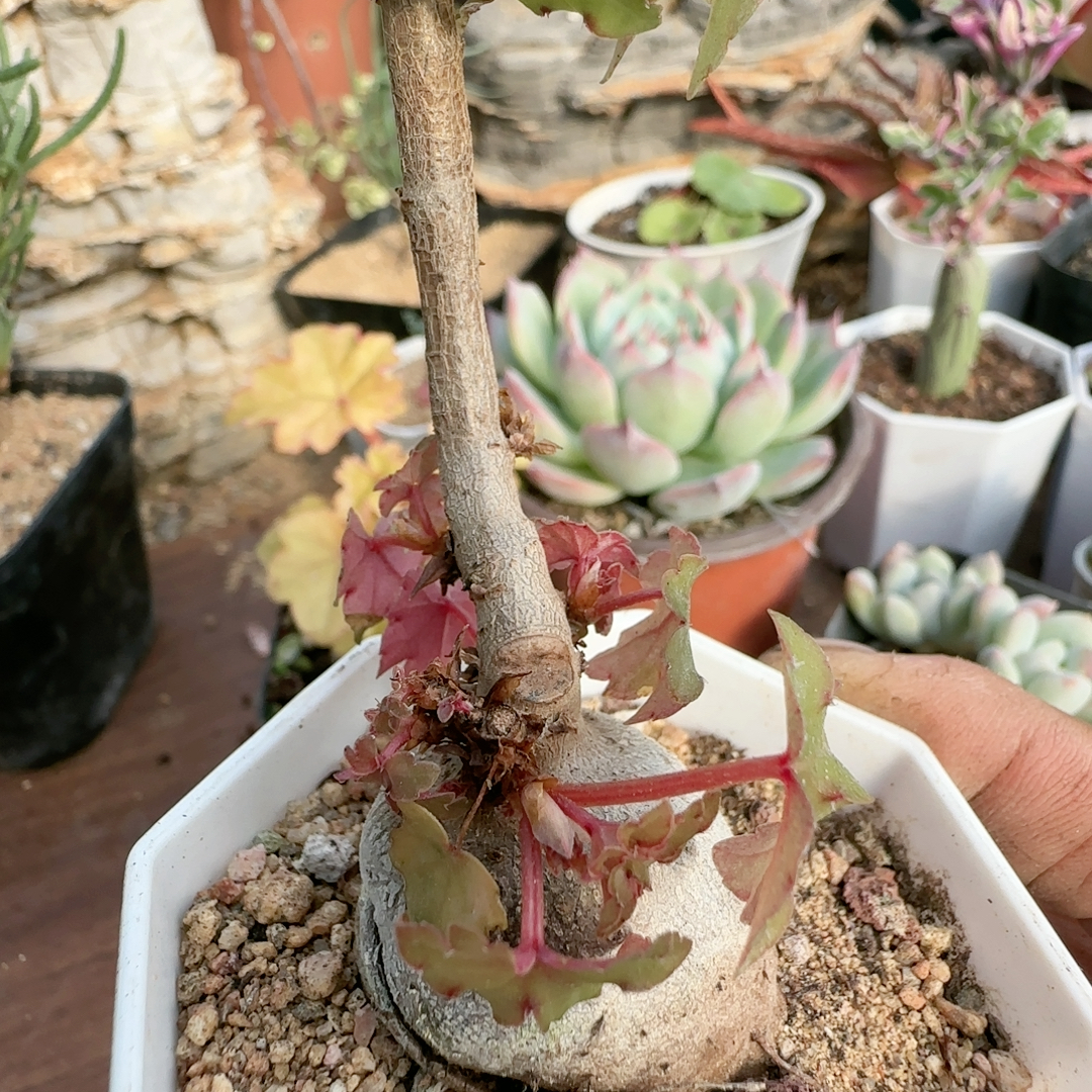 开普敦秋海棠5年