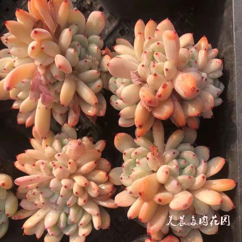 多肉植物比安特雪爪花卉绿植盆栽创意生活新手套餐阳台可爱萌