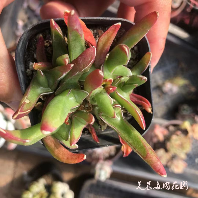 多肉植物新妖番杏科多头花卉绿植破盆栽创意生活园艺可爱萌物