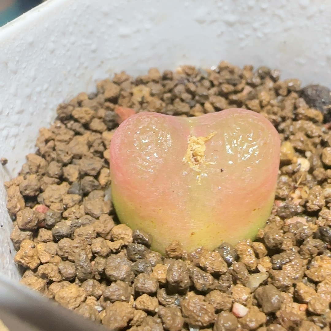 水蜜桃2.3c m,鲜花速递/花卉仿真/绿植园艺,多肉植物,淘宝优惠券,粉丝福利购,淘宝优惠卷