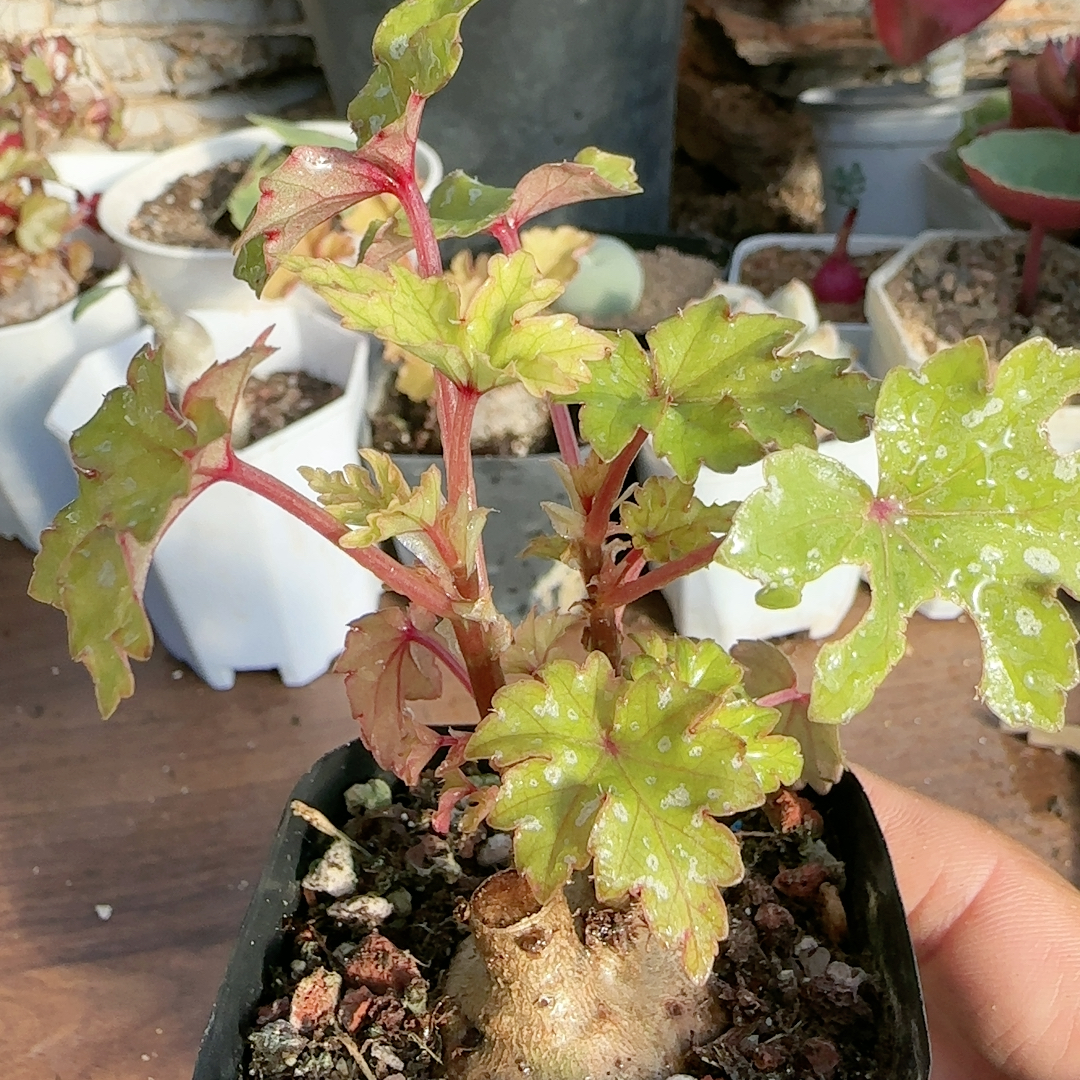 斑点叶开普敦秋海棠3.4c m