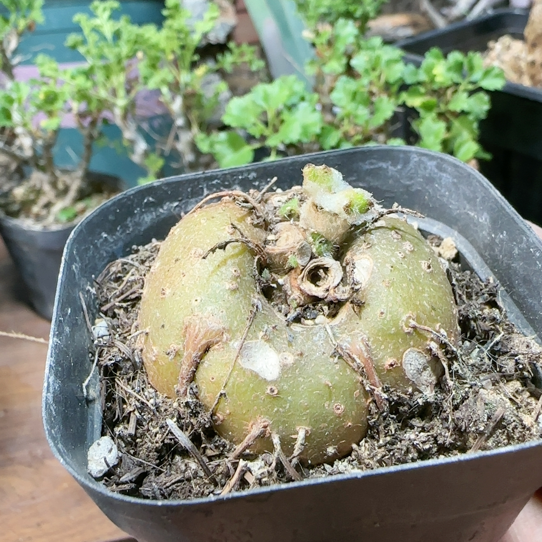 断崖王子4.3c m