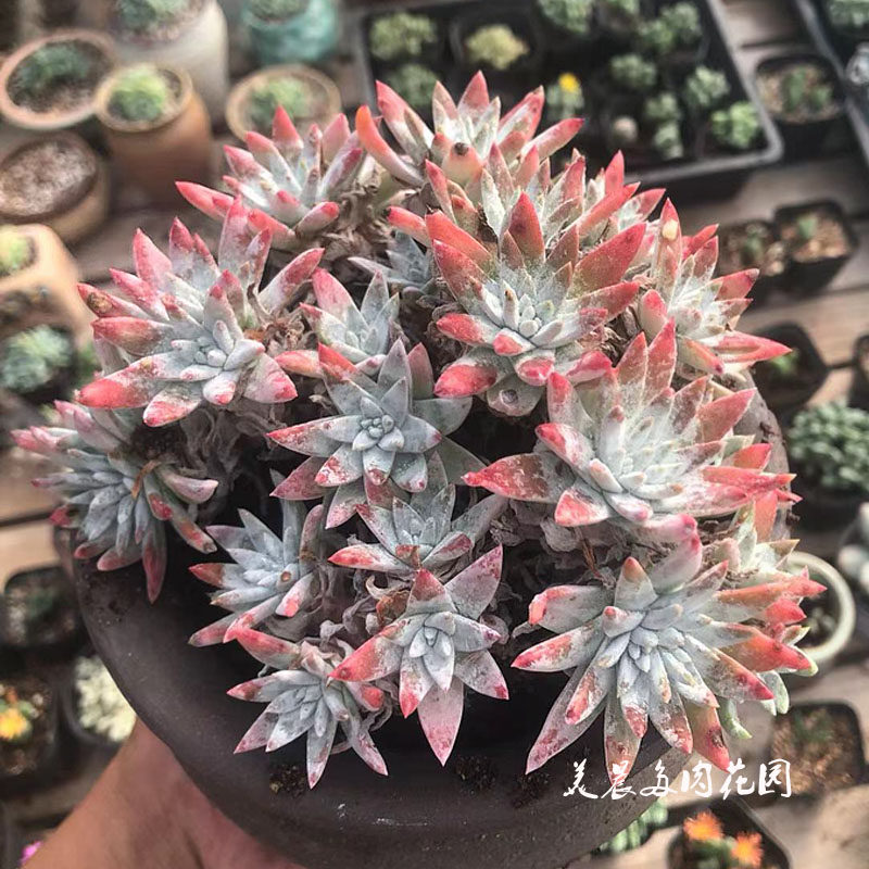 多肉植物白菊无砍自然老桩