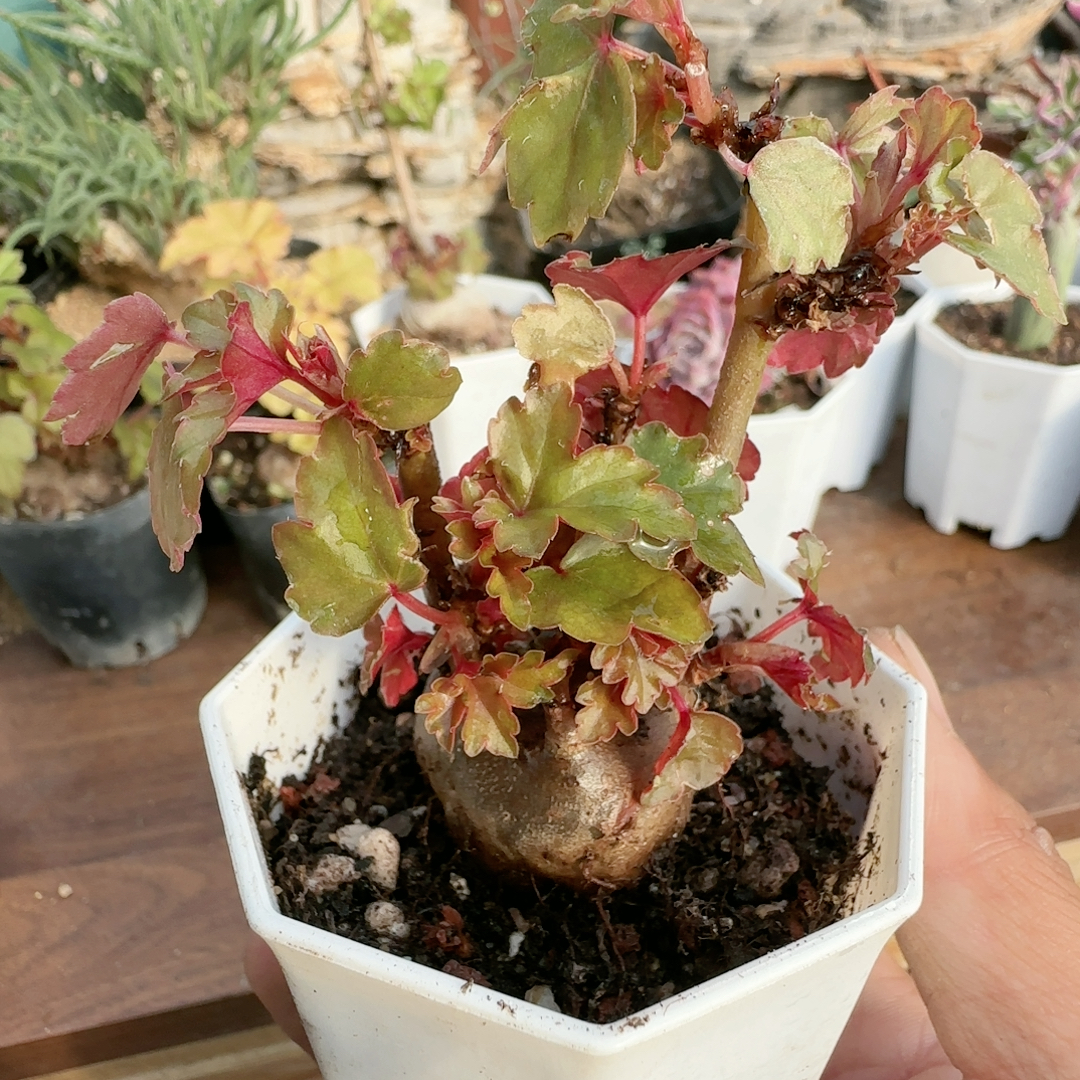 3.3cm开普敦秋海棠