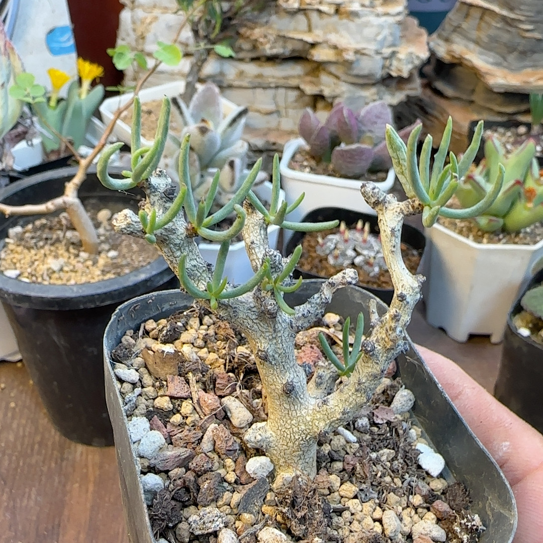 3年佛垢里奇峰锦块根