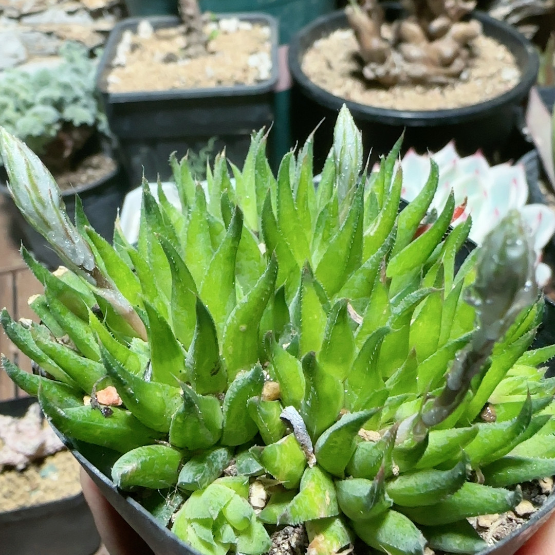 硬叶原始瓦苇,鲜花速递/花卉仿真/绿植园艺,多肉植物,淘宝优惠券,粉丝福利购,淘宝优惠卷