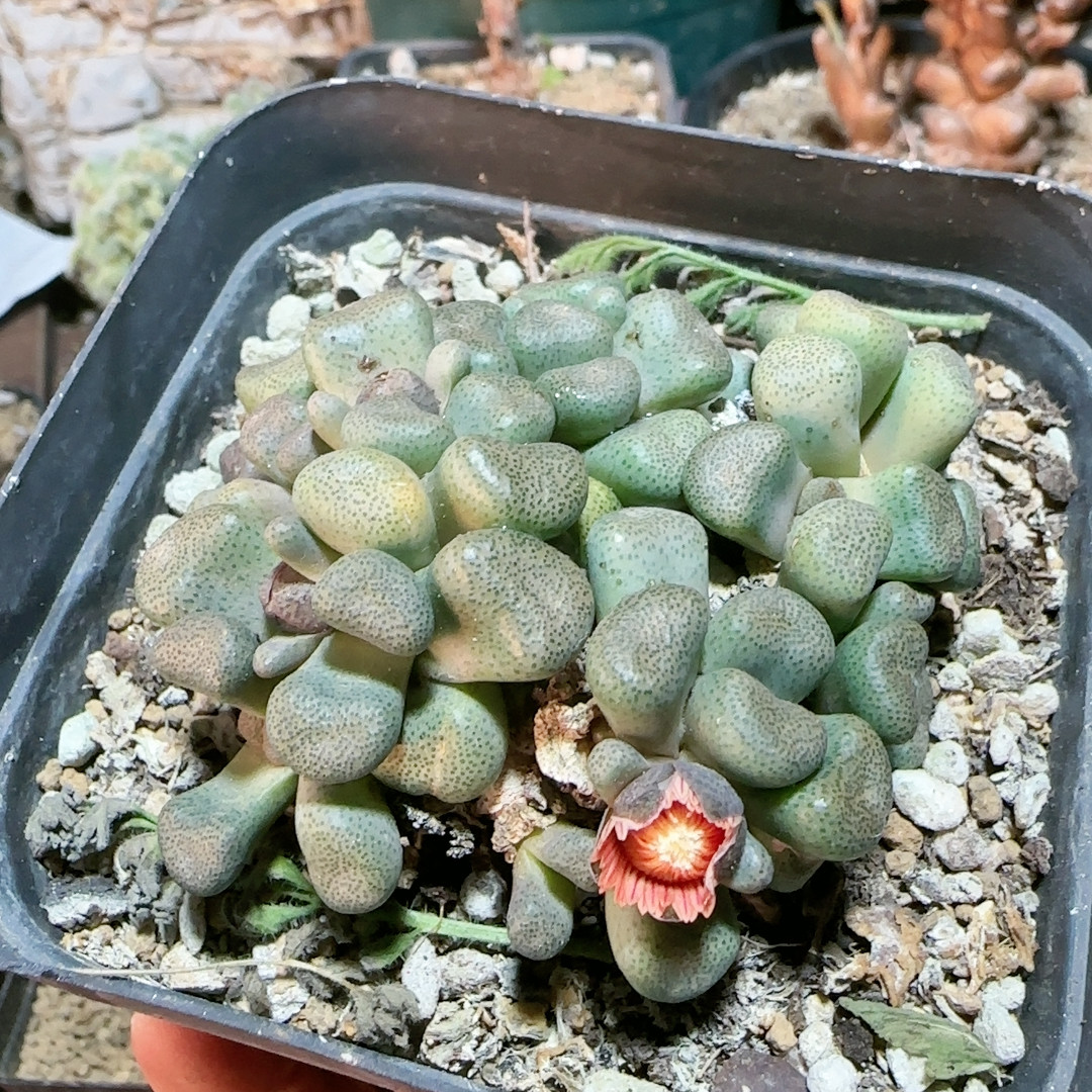 粉花唐扇5年,鲜花速递/花卉仿真/绿植园艺,多肉植物,淘宝优惠券,粉丝福利购,淘宝优惠卷