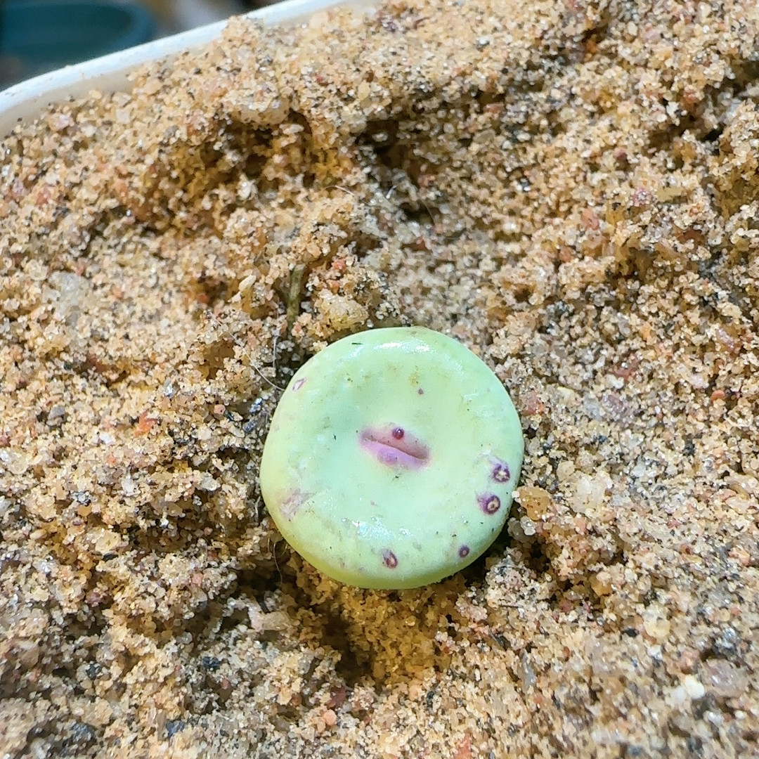 1.2cm小红嘴,鲜花速递/花卉仿真/绿植园艺,多肉植物,淘宝优惠券,粉丝福利购,淘宝优惠卷