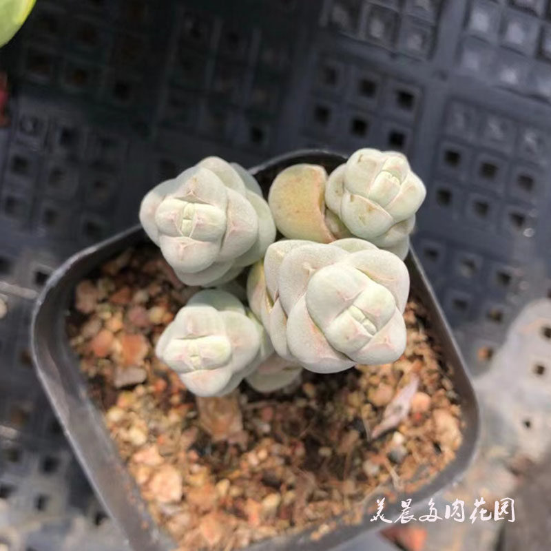 多肉植物玉稚儿多头群生花卉绿植盆栽创意生活萌物新手趣味组合