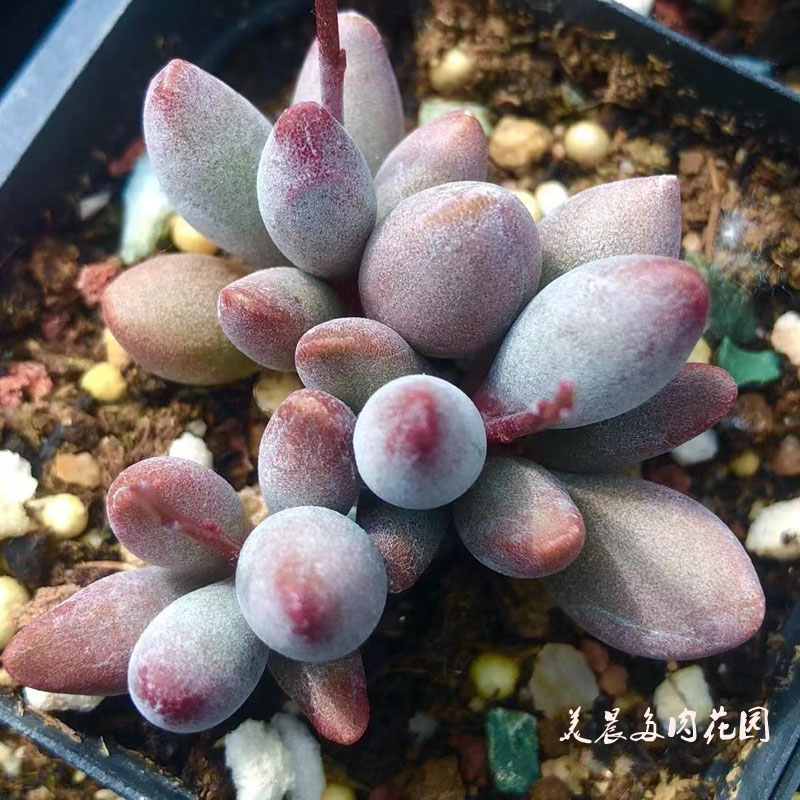 多肉植物仙桃水泡编号花卉绿植盆栽创意生活新手套餐阳台可爱萌物