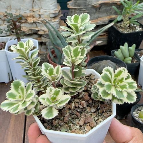 亚特兰提斯锦