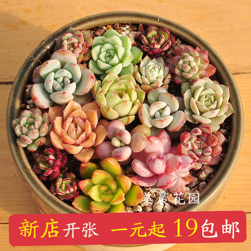 3-6cm29元包邮美晨特价多肉植物