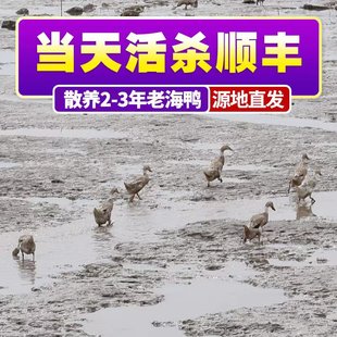 石浦海涂渔家散养土鸭老鸭子吃小鱼虾老海鸭子肉整只家养新鲜水鸭