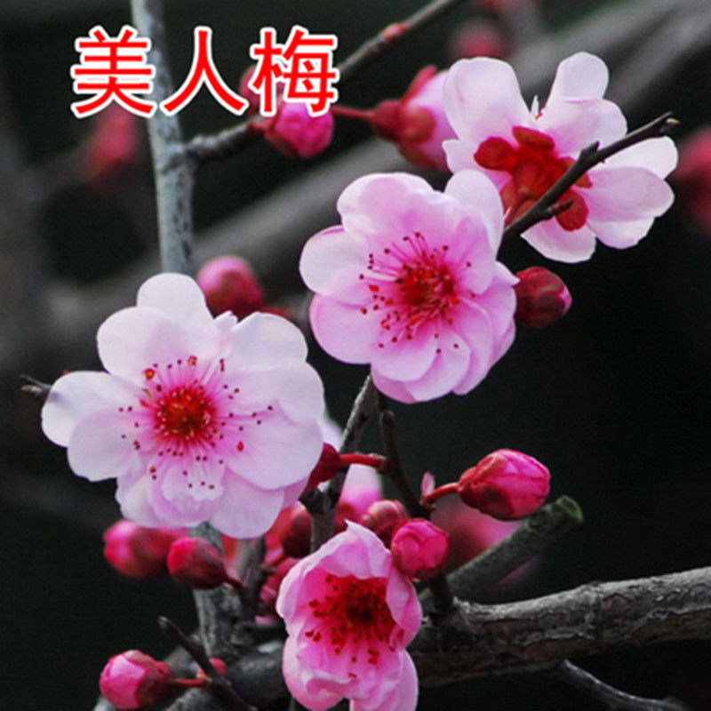 梅花苗嫁接梅花树苗冬季素心腊梅原生红梅苗骨里红梅花苗庭院盆栽