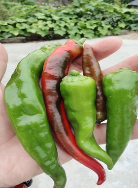 辣椒农家优质螺丝椒新鲜时蔬