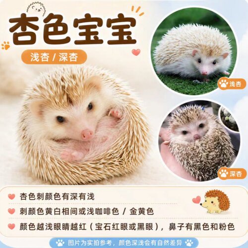 宠物刺猬动物非洲迷你小刺猬活体