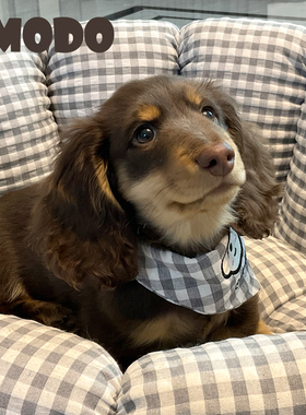 LMODO宠物三角巾韩系狗狗三角巾围兜猫咪灰色格子可爱比熊围脖