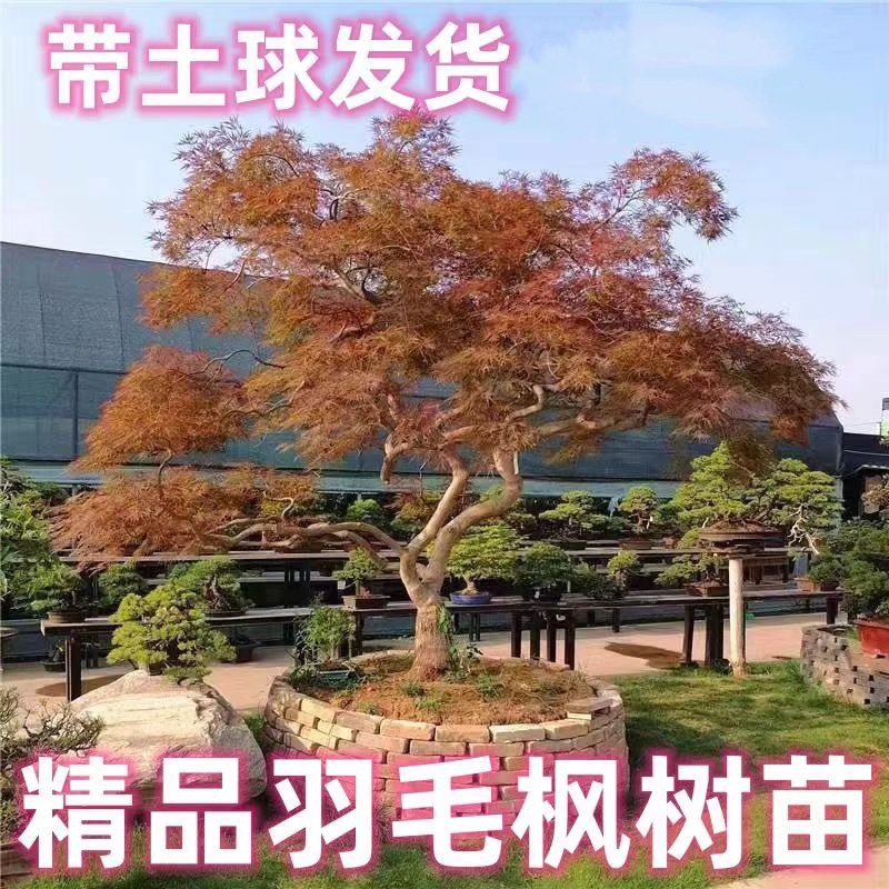 正宗羽毛枫树苗庭院植物日本红枫苗红绿羽毛枫苗盆栽花卉庭院别墅