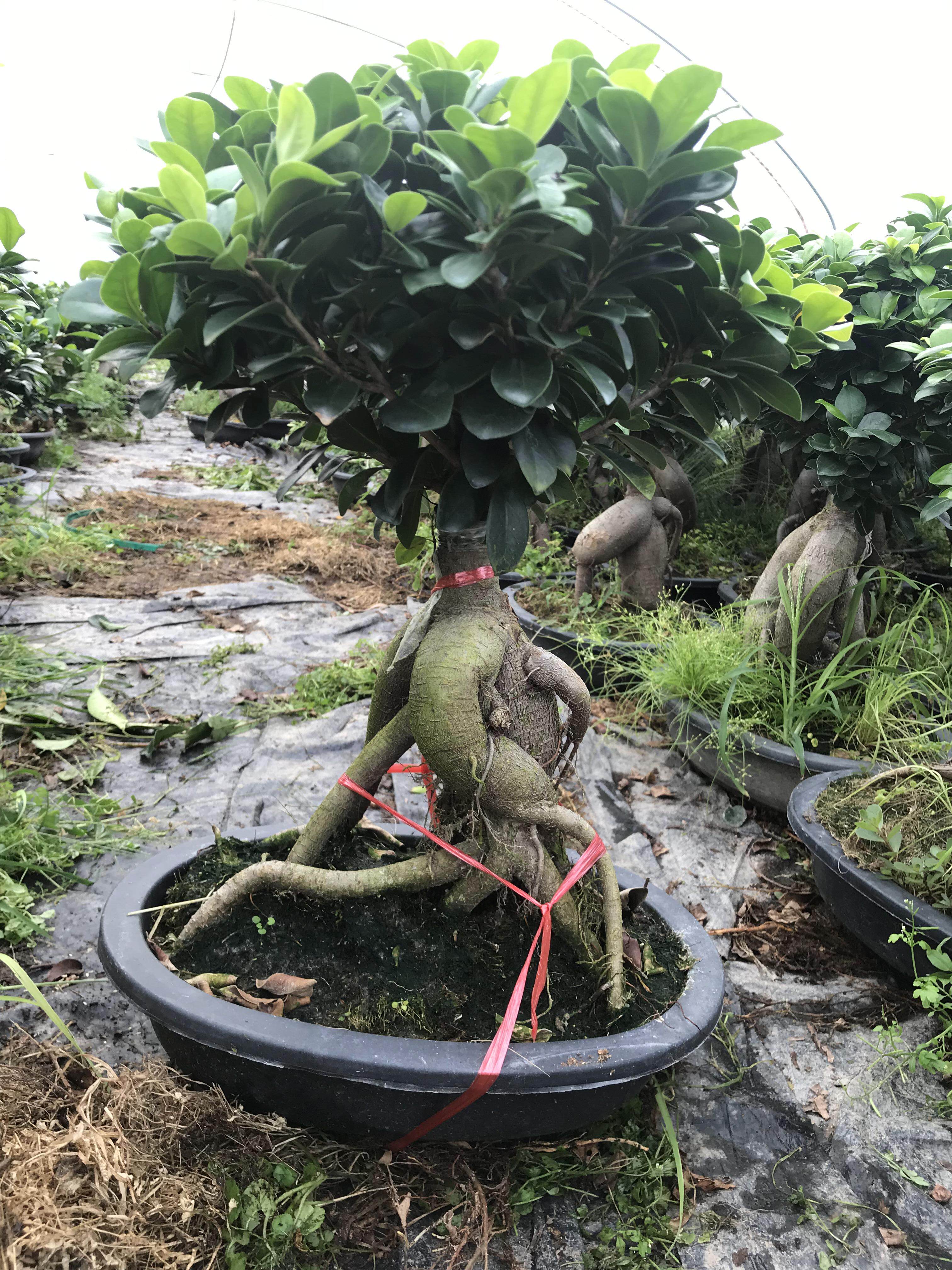 四季常青地瓜榕树桩盆景苗室内办公植物人参榕树盆栽绿植好养包邮