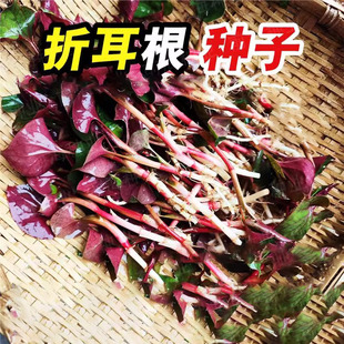 Y03 鱼腥草折耳根种云南贵州四川蔬菜四季 下单立减50